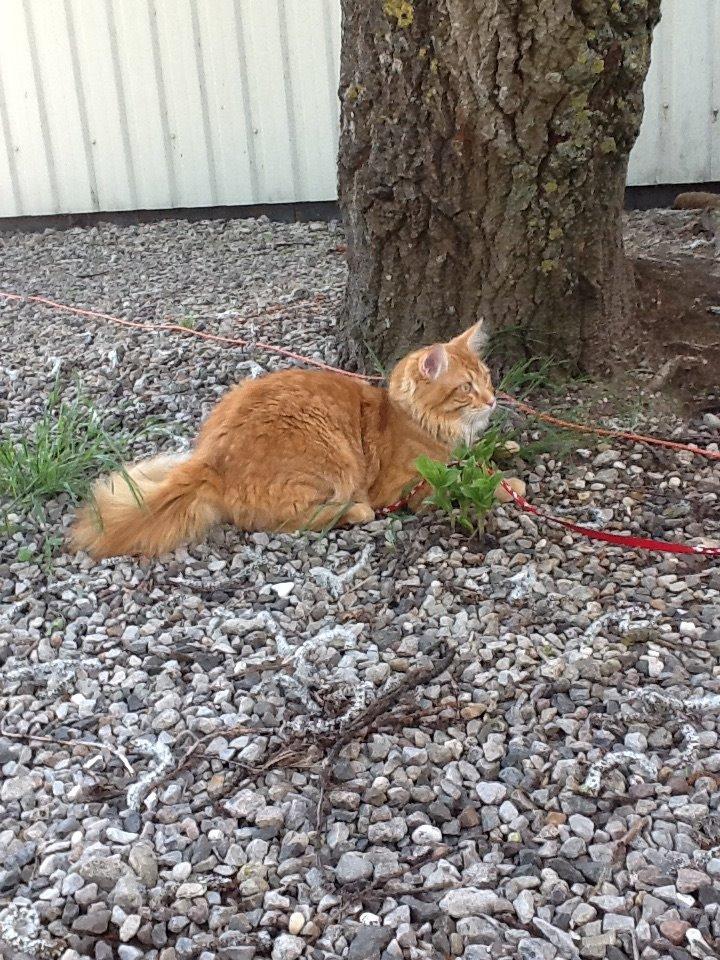 Maine Coon Simba billede 3