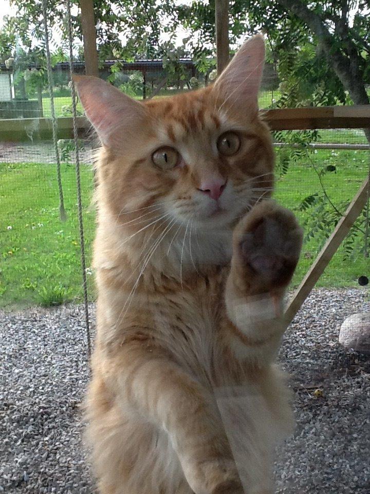 Maine Coon Simba billede 4