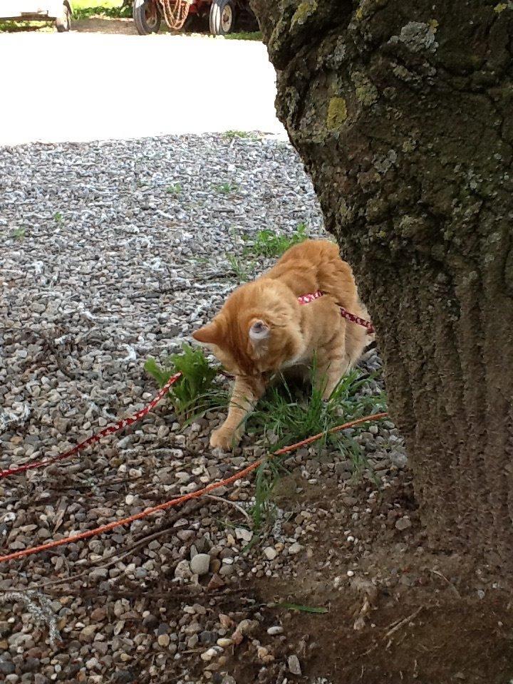 Maine Coon Simba billede 5