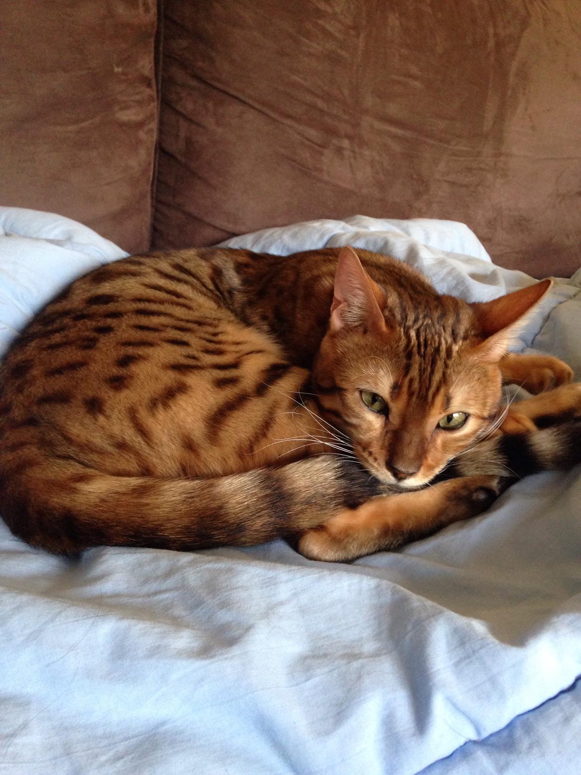 Bengal Conrad  billede 2