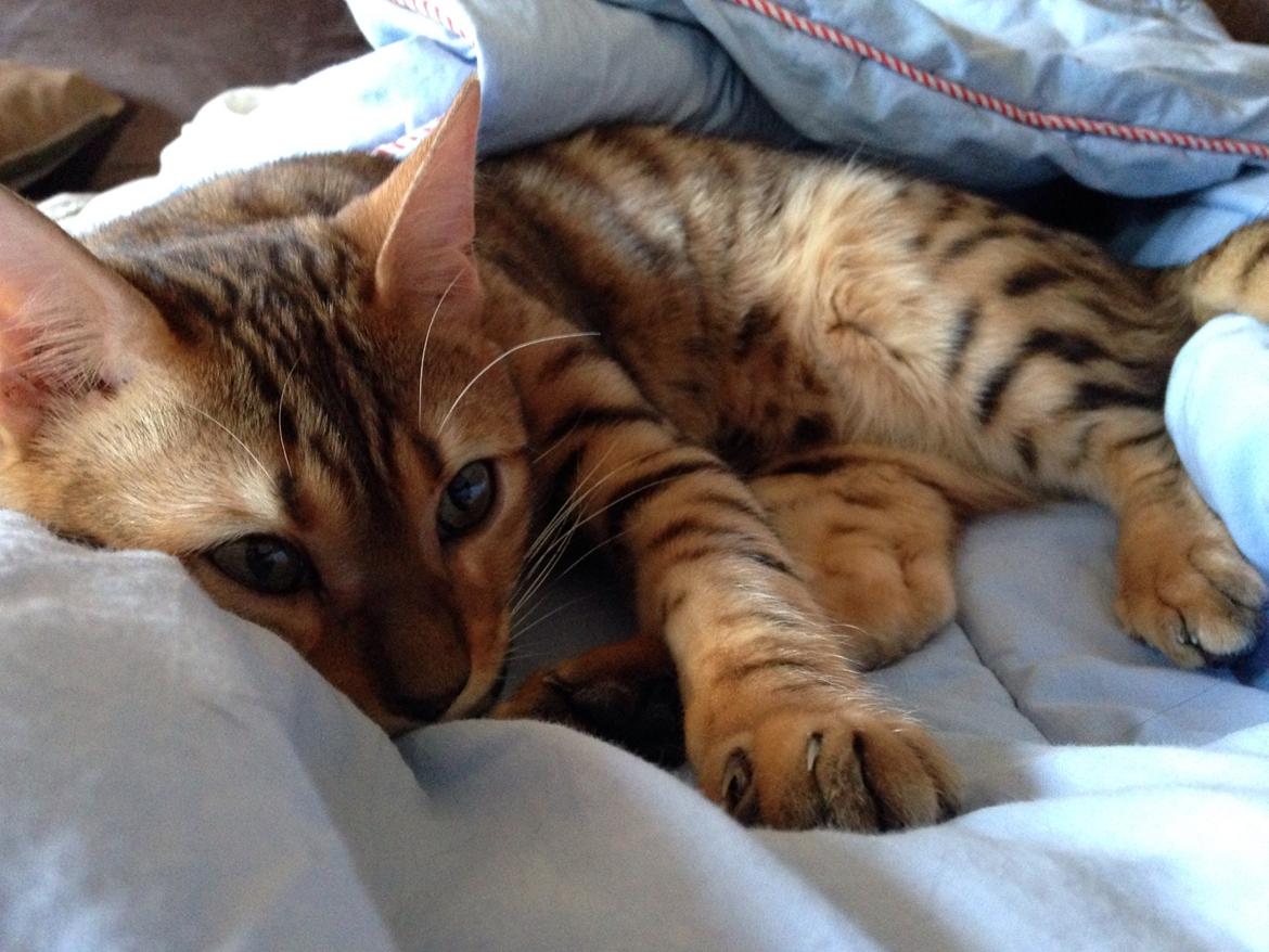 Bengal Conrad  billede 3