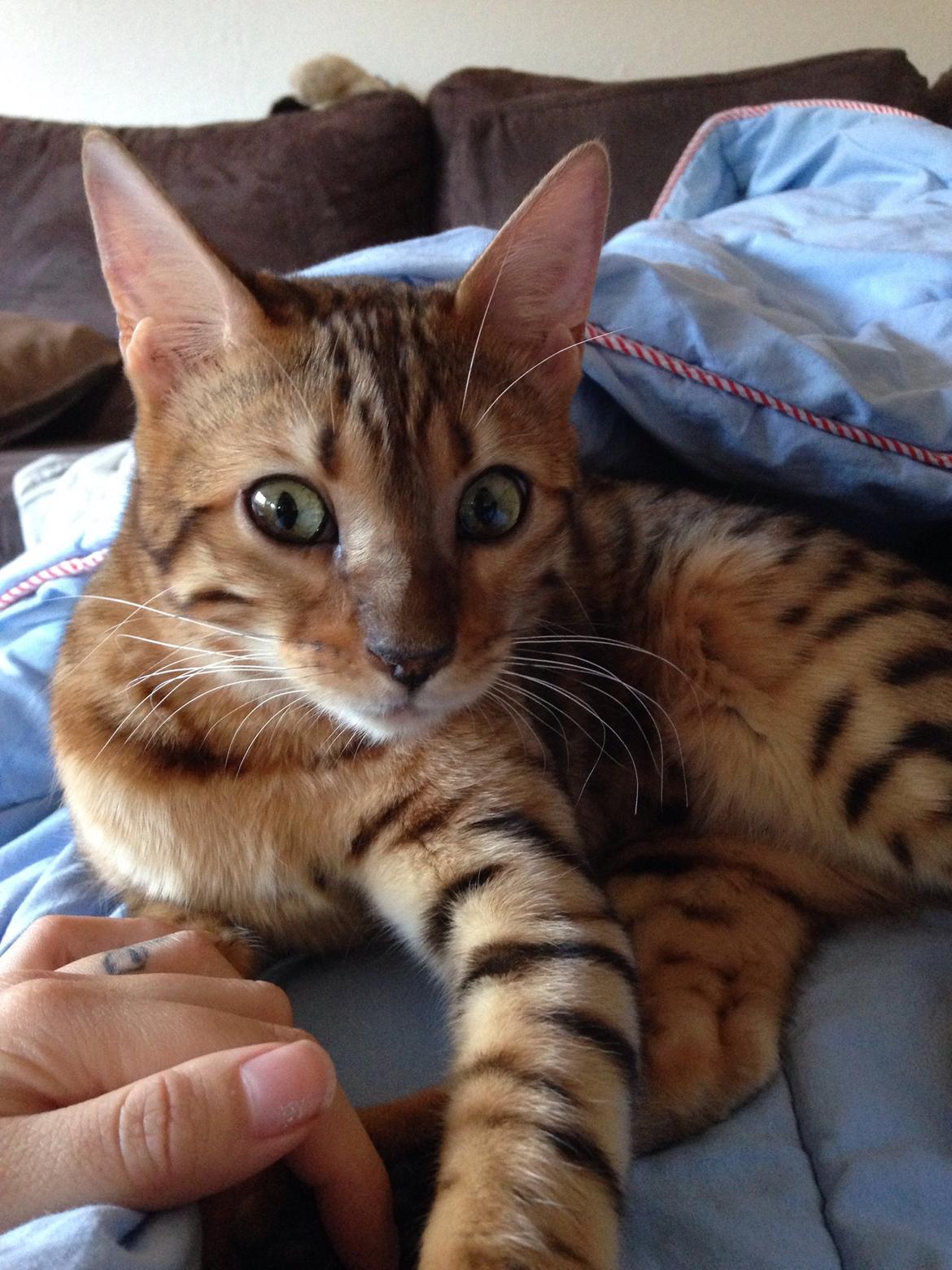 Bengal Conrad  billede 4