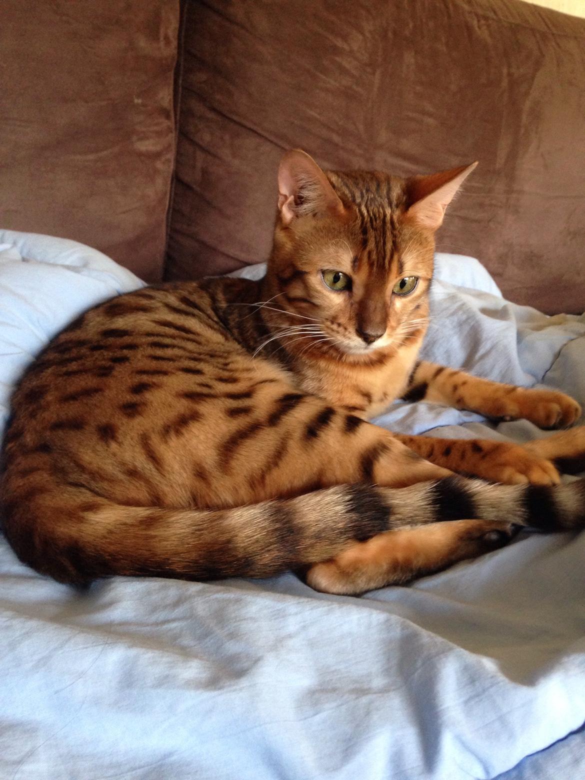 Bengal Conrad  billede 5