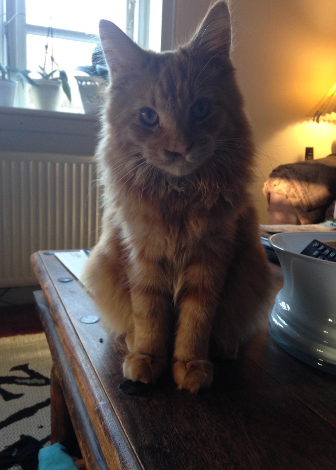 Maine Coon Sylvester  billede 10