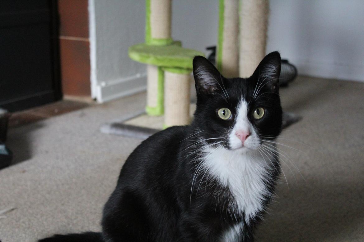 Blanding af racer Diego<3 billede 43