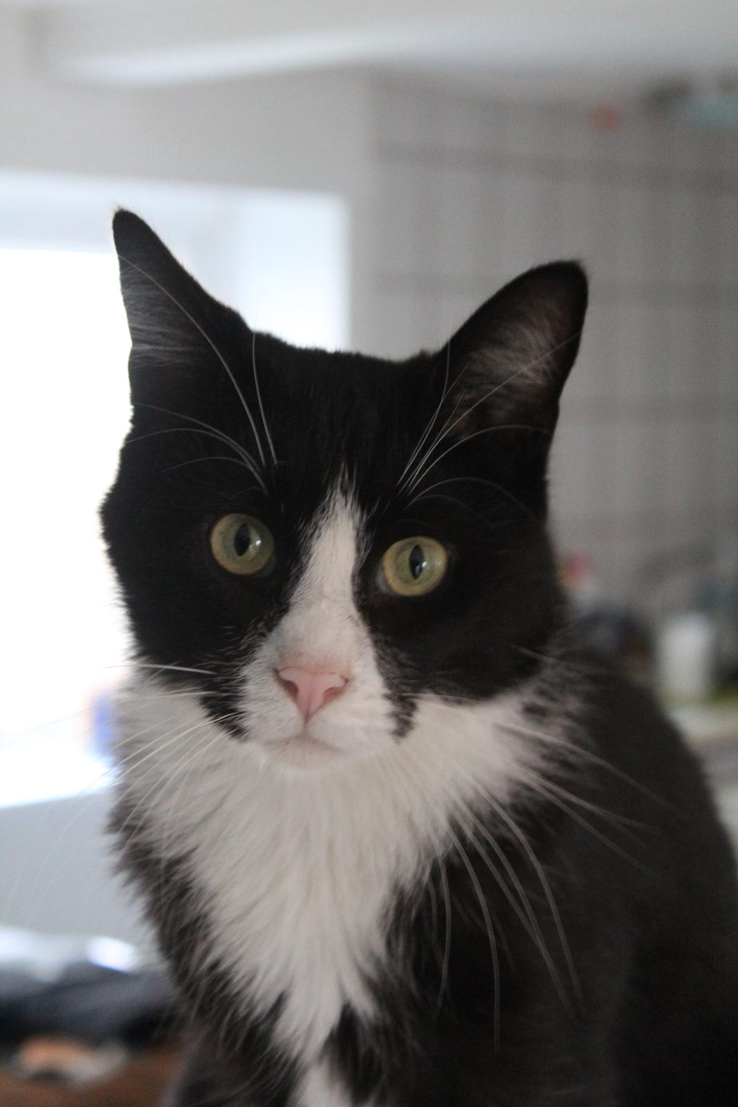 Blanding af racer Diego<3 billede 45