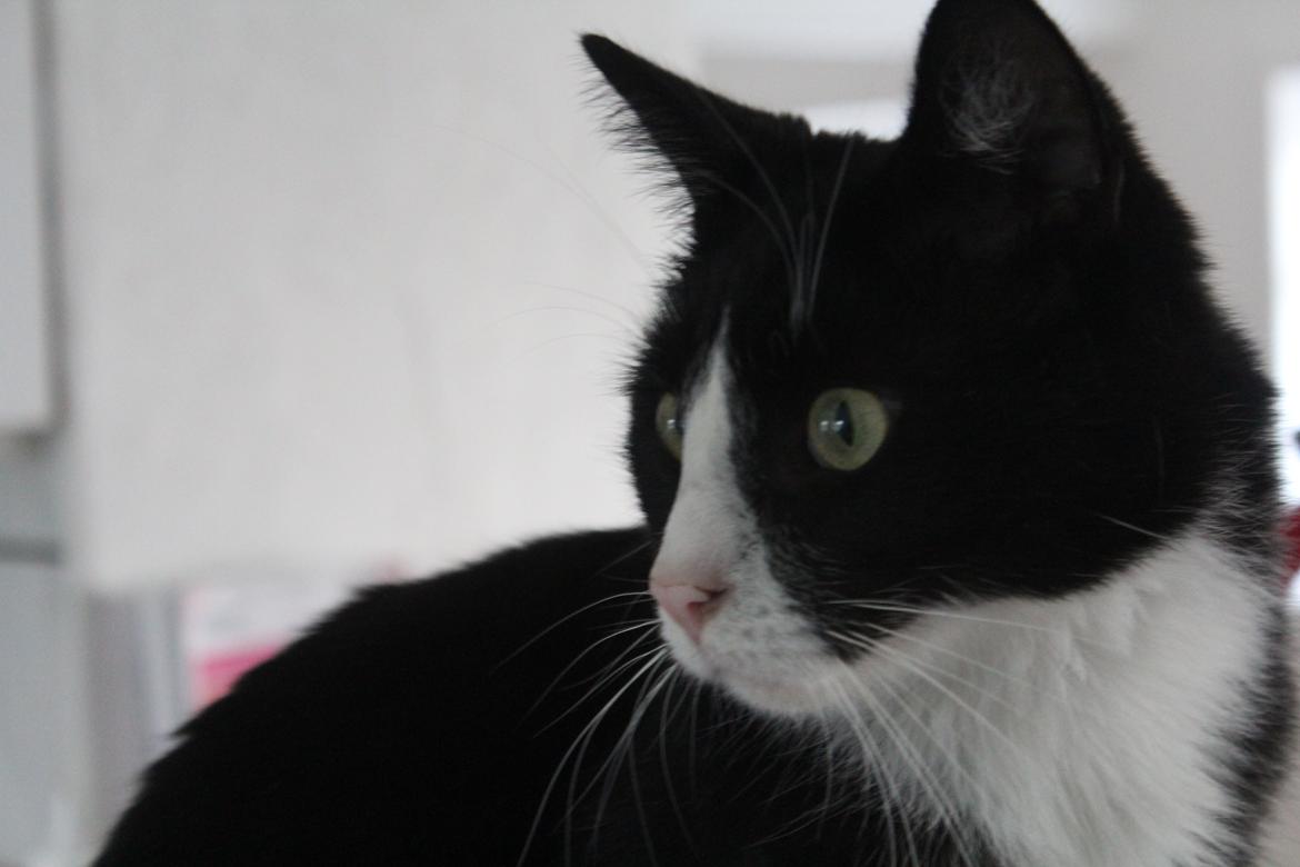 Blanding af racer Diego<3 billede 47