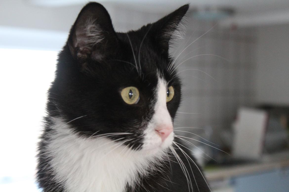 Blanding af racer Diego<3 billede 44