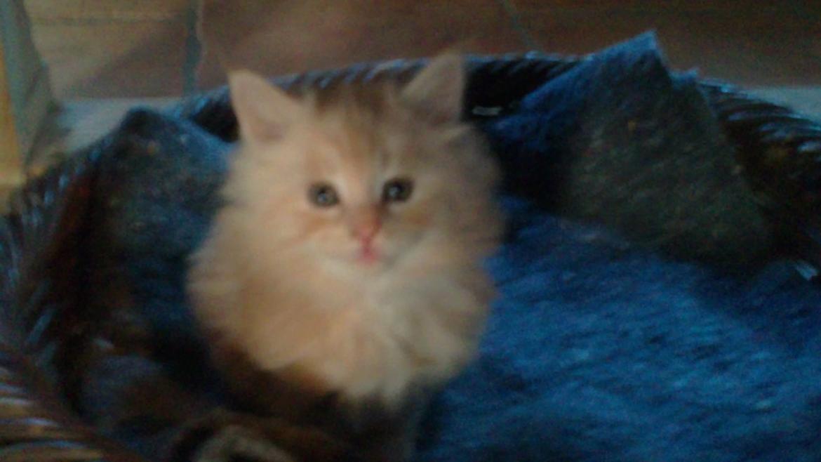 Maine Coon Sammie - 7 uger <3 Taget i dag, d. 11-1-15.. billede 6