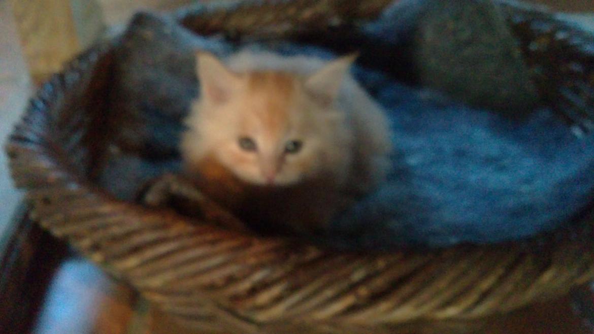 Maine Coon Sammie - Tit Tit <3...7 uger... Taget i dag, d. 11-1-15.. billede 8