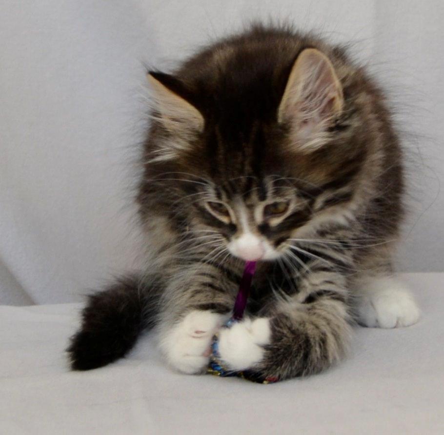 Norsk Skovkat Dk Himmark`s Herkules billede 5