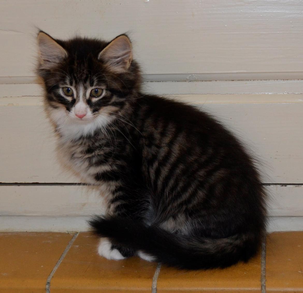 Norsk Skovkat Dk Himmark`s Herkules billede 6