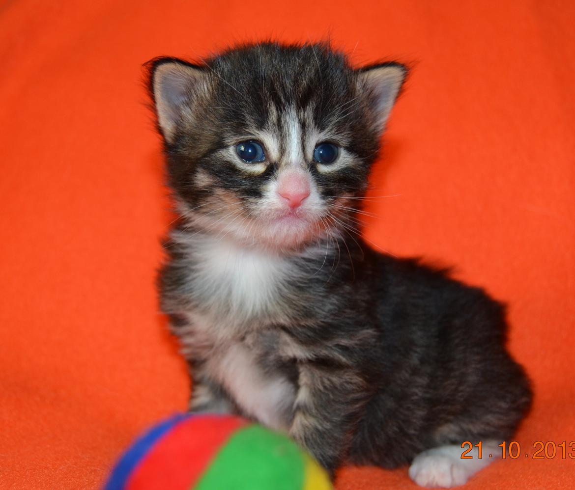 Norsk Skovkat Dk Himmark`s Herkules billede 7