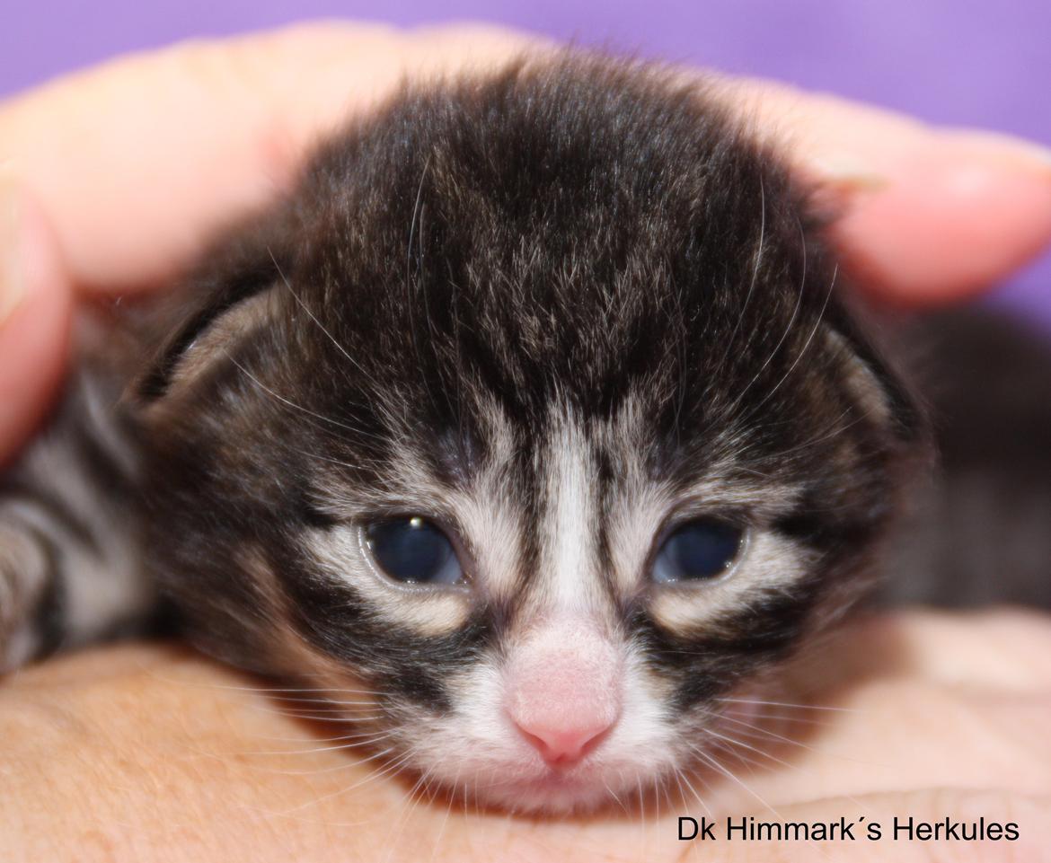 Norsk Skovkat Dk Himmark`s Herkules billede 8