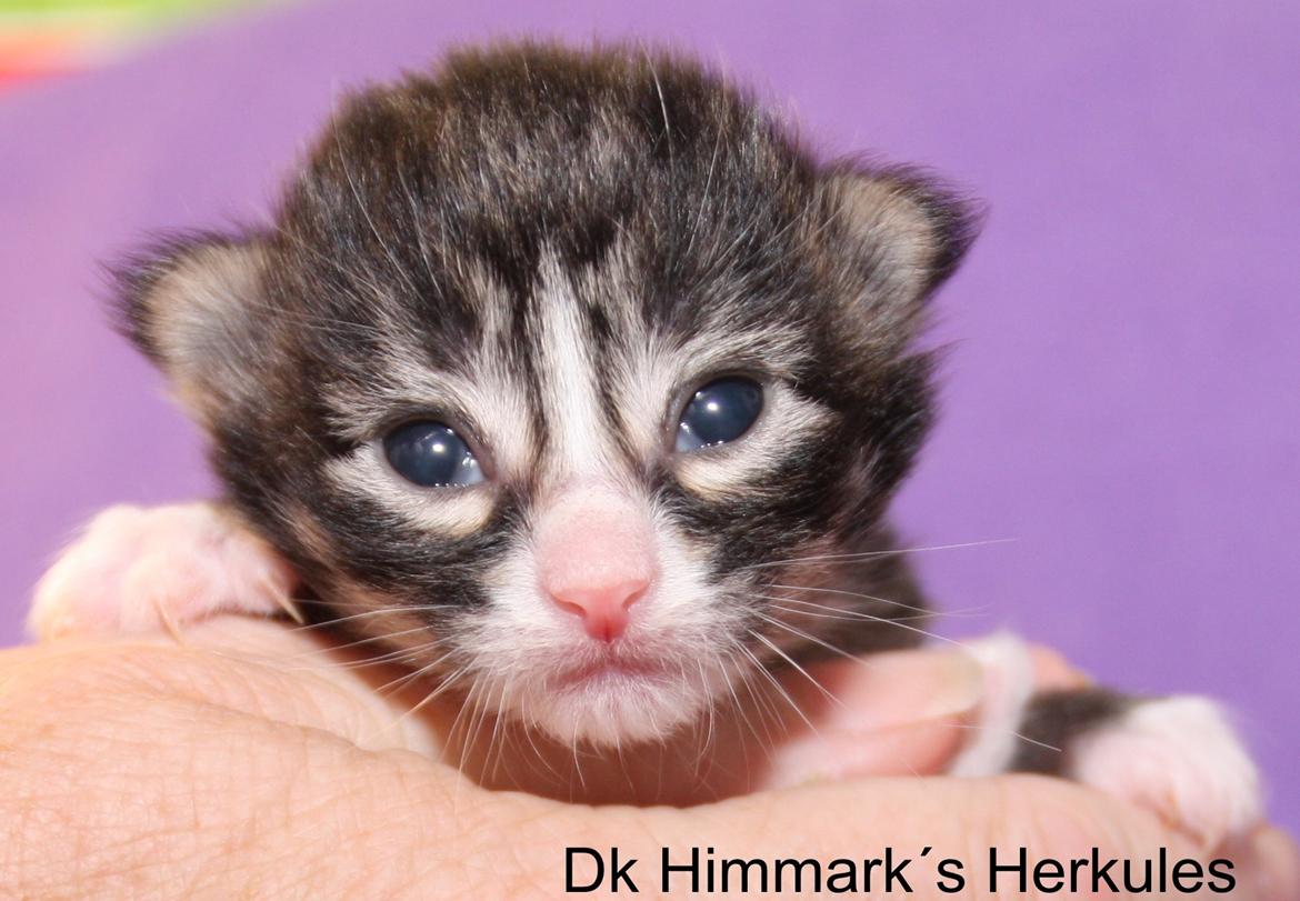 Norsk Skovkat Dk Himmark`s Herkules billede 9