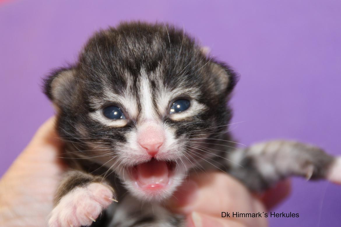 Norsk Skovkat Dk Himmark`s Herkules billede 10