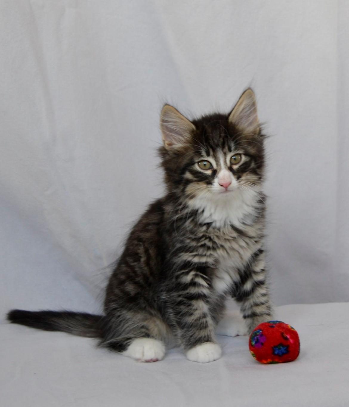 Norsk Skovkat Dk Himmark`s Herkules billede 3