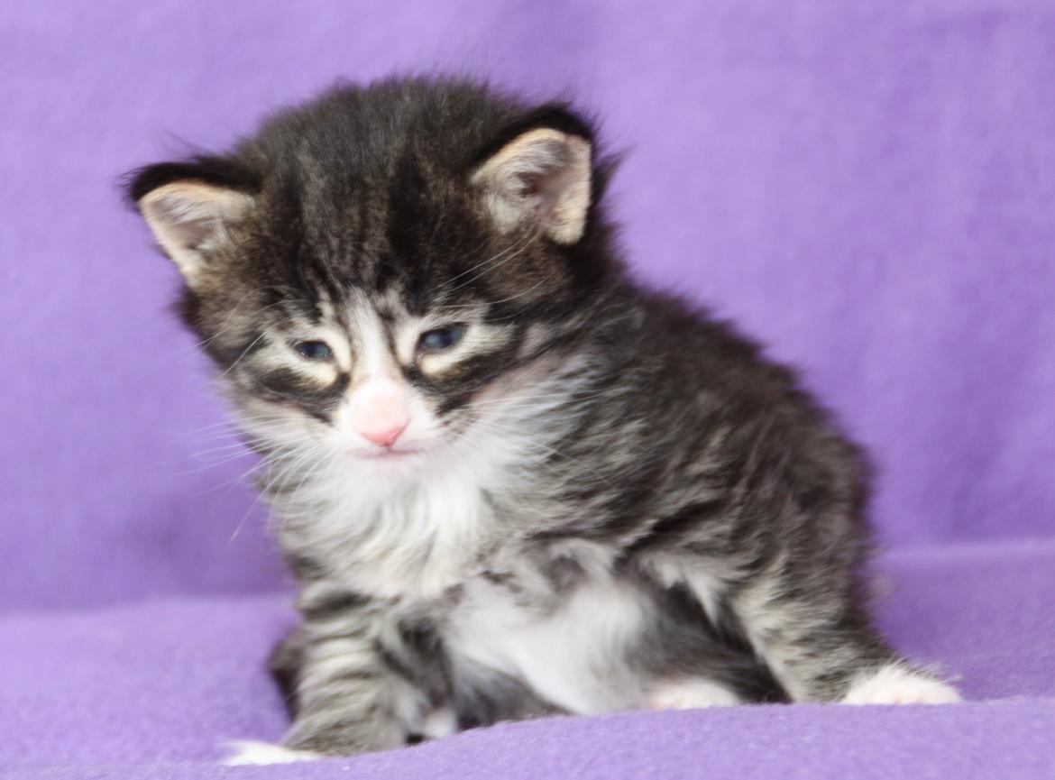 Norsk Skovkat Dk Himmark`s Herkules billede 12