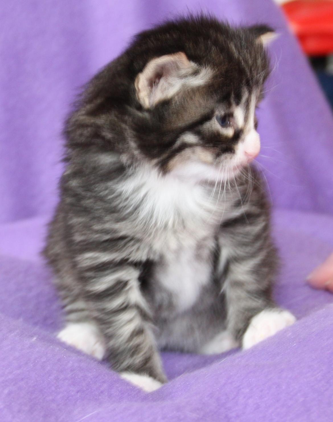 Norsk Skovkat Dk Himmark`s Herkules billede 13