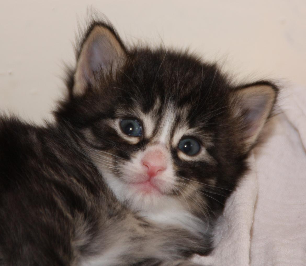 Norsk Skovkat Dk Himmark`s Herkules billede 11