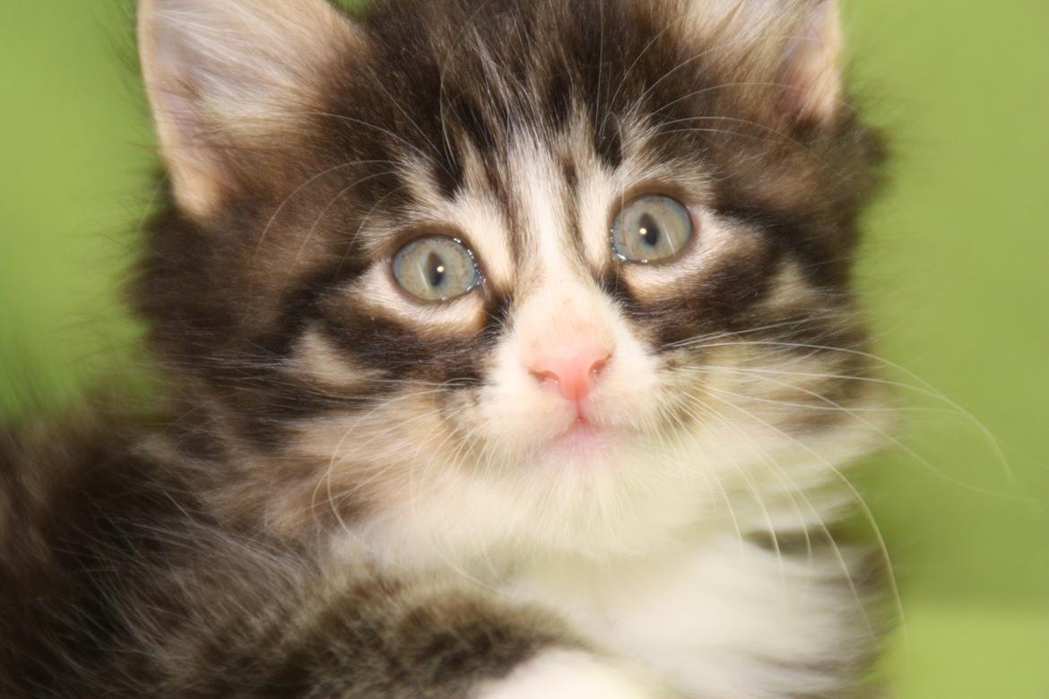 Norsk Skovkat Dk Himmark`s Herkules billede 15