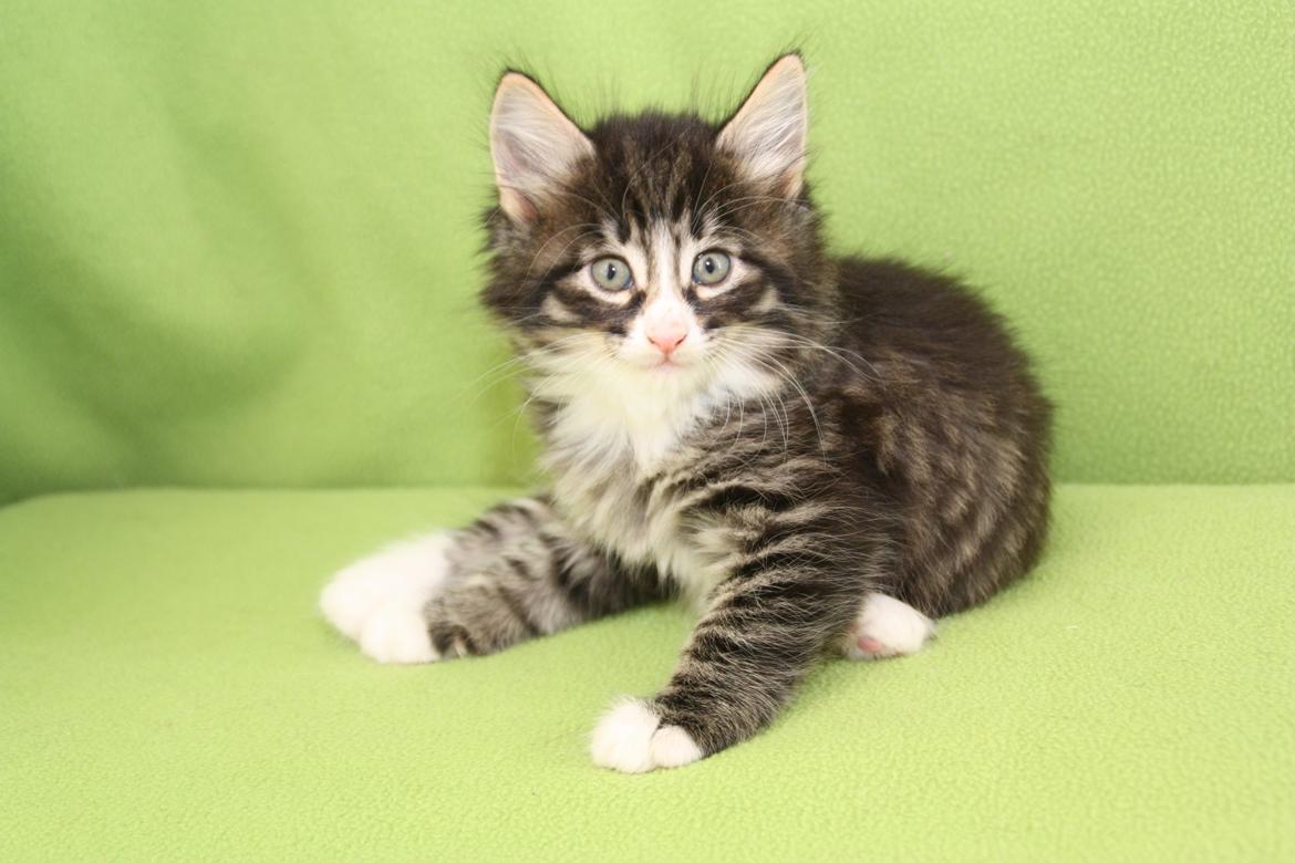 Norsk Skovkat Dk Himmark`s Herkules billede 16