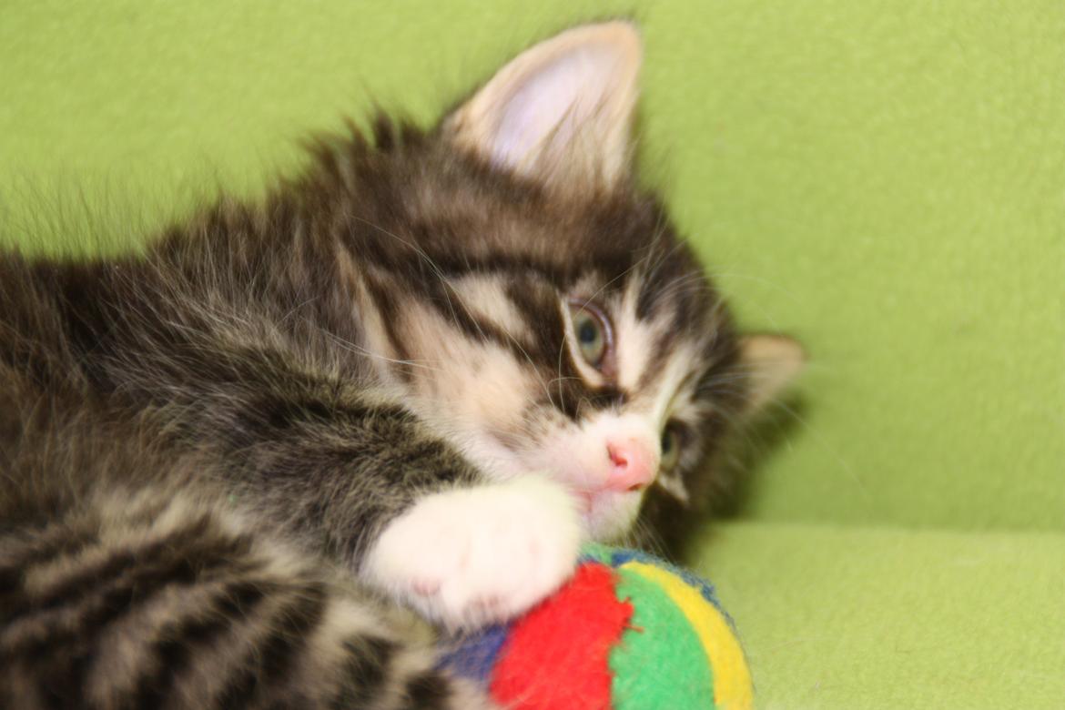 Norsk Skovkat Dk Himmark`s Herkules billede 17