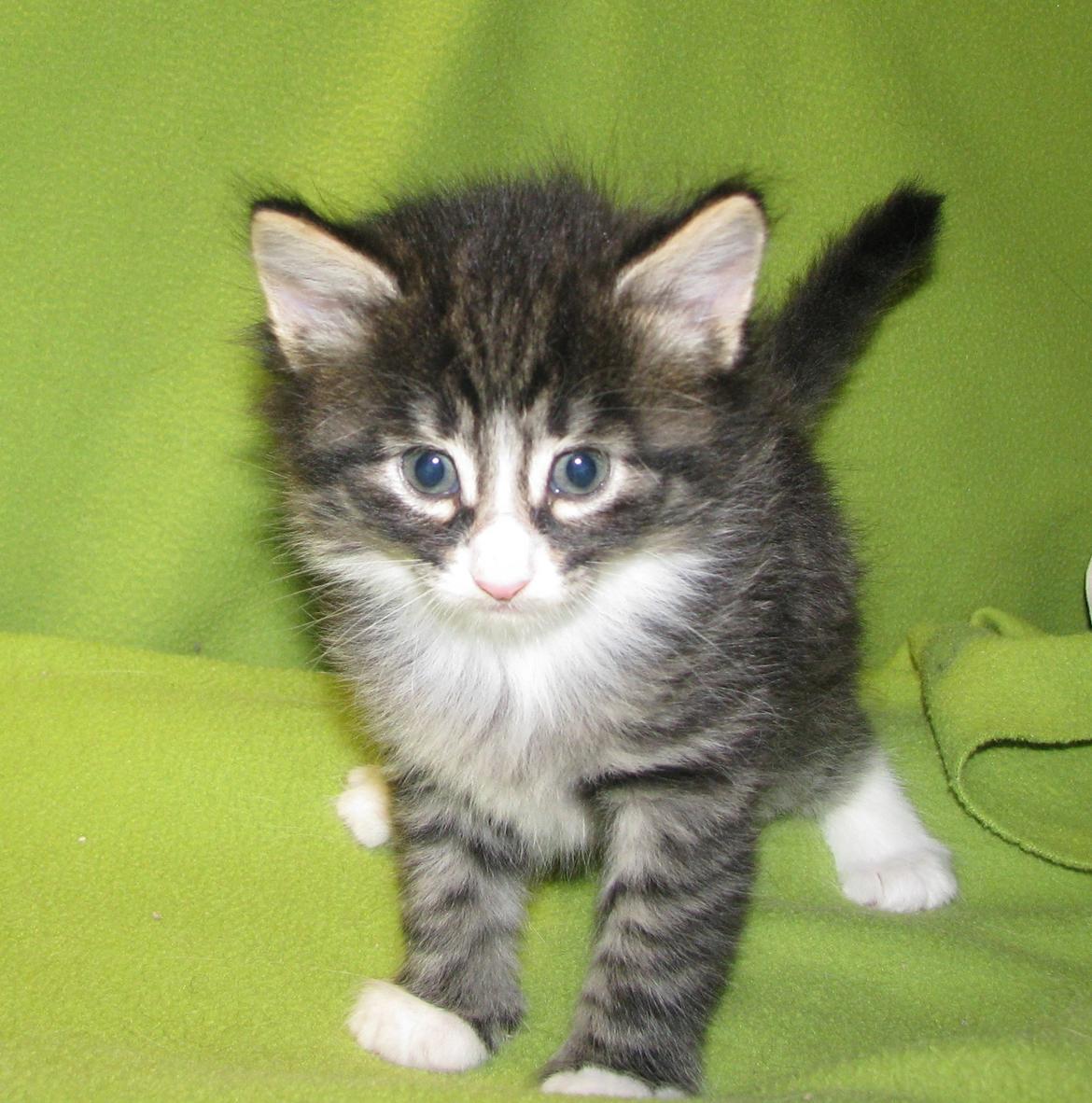 Norsk Skovkat Dk Himmark`s Herkules billede 18