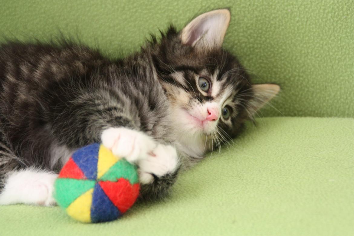 Norsk Skovkat Dk Himmark`s Herkules billede 14