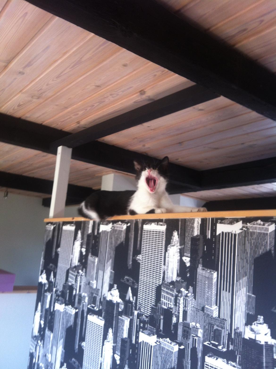 Blanding af racer Miska billede 4