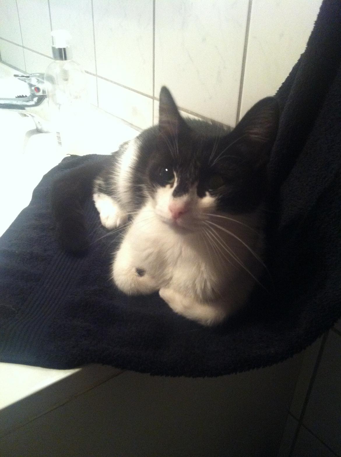 Blanding af racer Miska billede 3