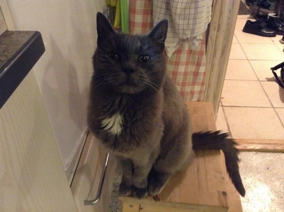 Huskat Anton billede 1