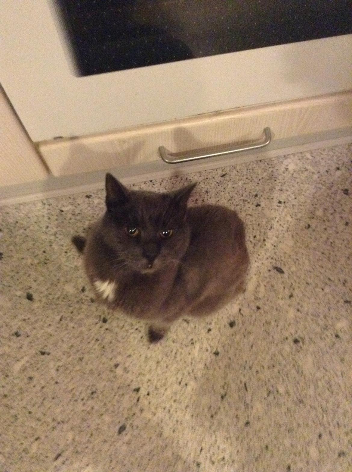 Huskat Anton billede 2