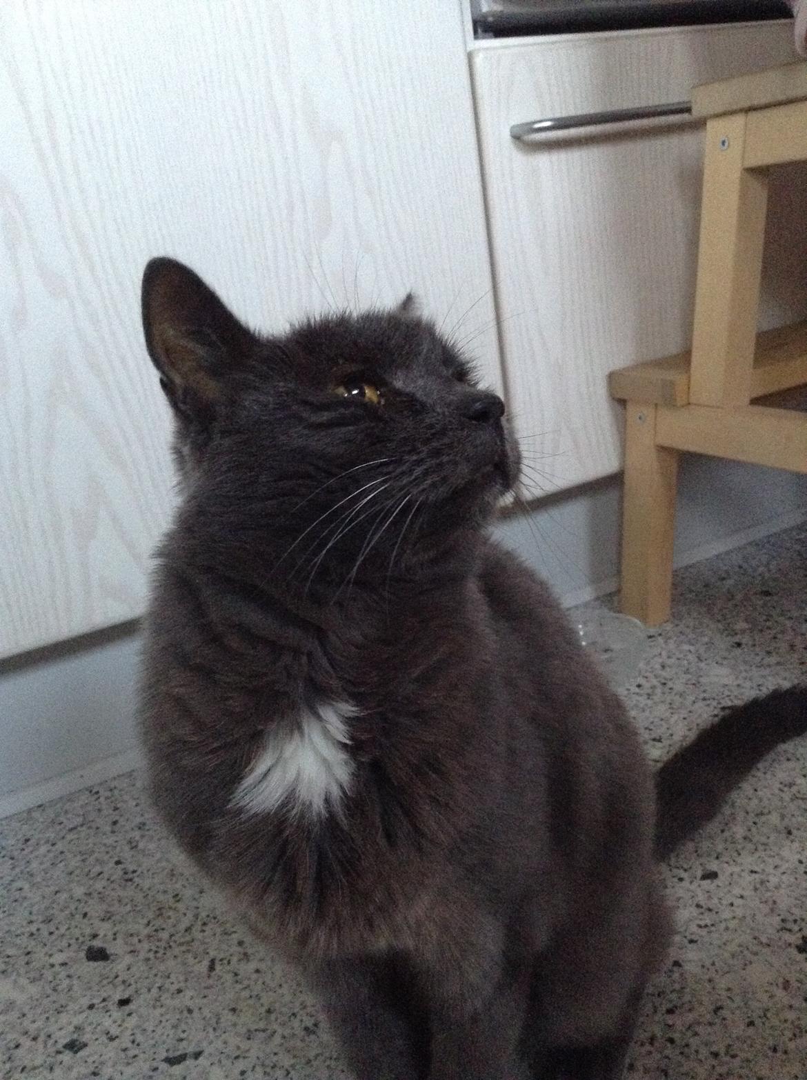 Huskat Anton billede 3