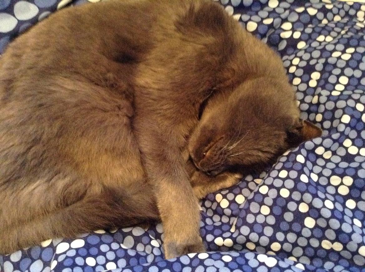 Huskat Anton billede 4