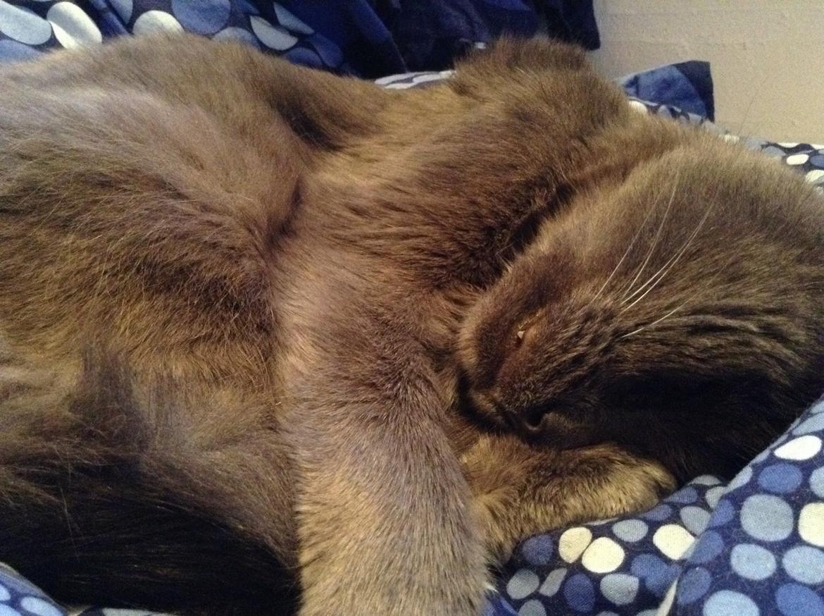 Huskat Anton billede 5