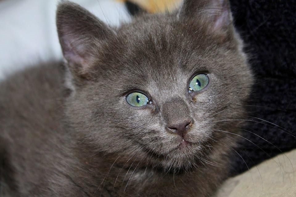 Huskat Mr bean billede 2