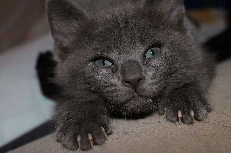 Huskat Mr bean billede 28