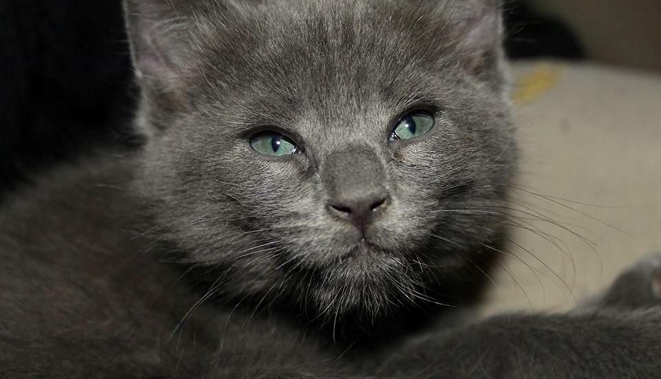 Huskat Mr bean billede 27