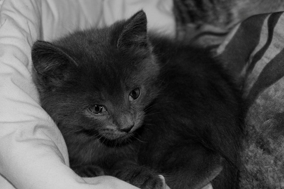 Huskat Mr bean billede 29