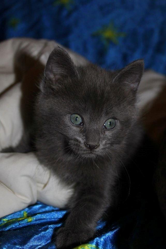 Huskat Mr bean billede 25