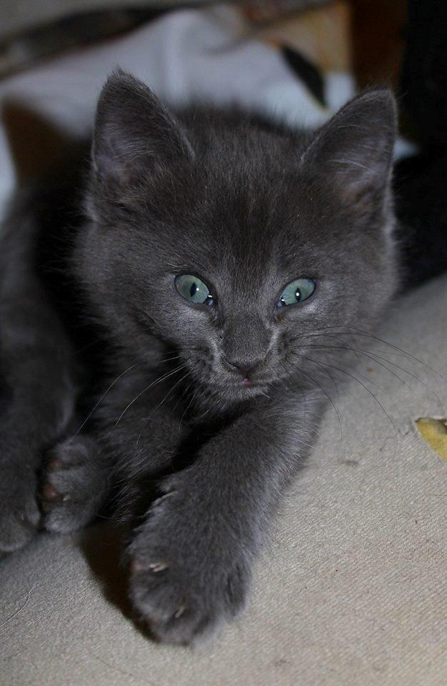 Huskat Mr bean billede 5