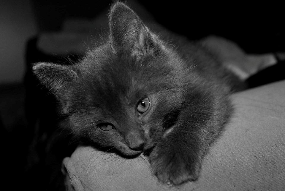 Huskat Mr bean billede 19