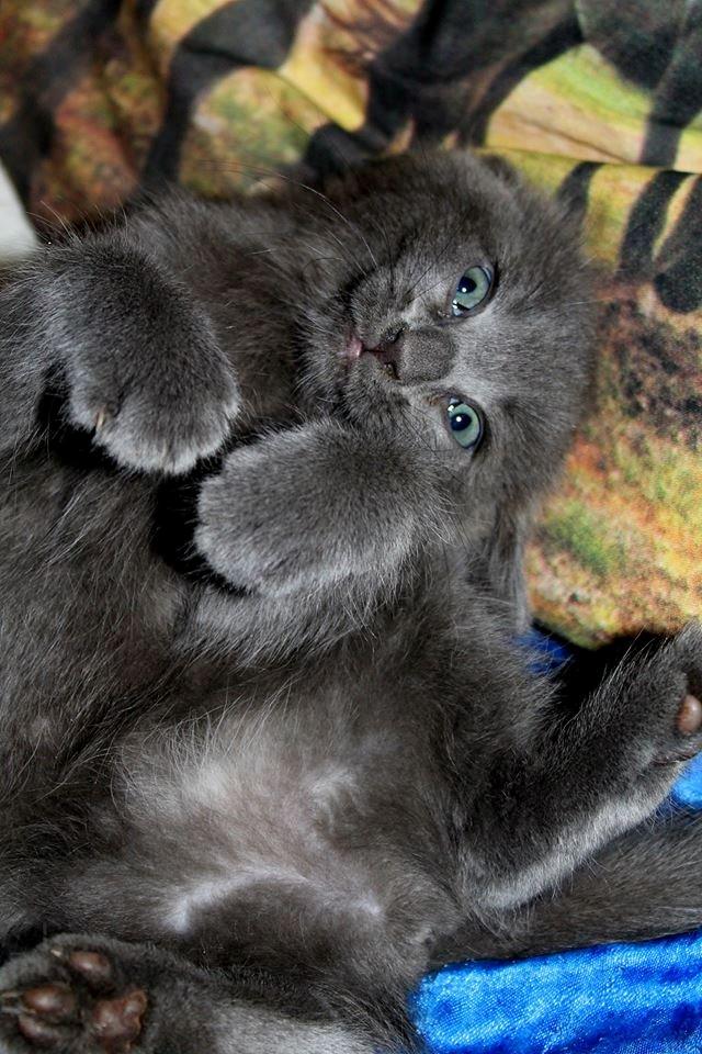 Huskat Mr bean billede 4