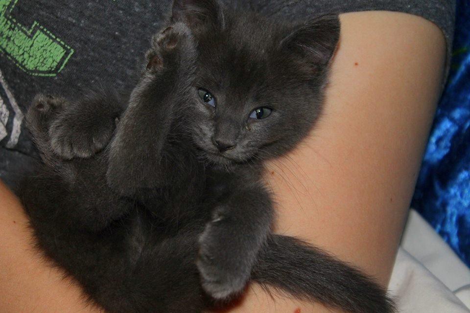 Huskat Mr bean billede 30