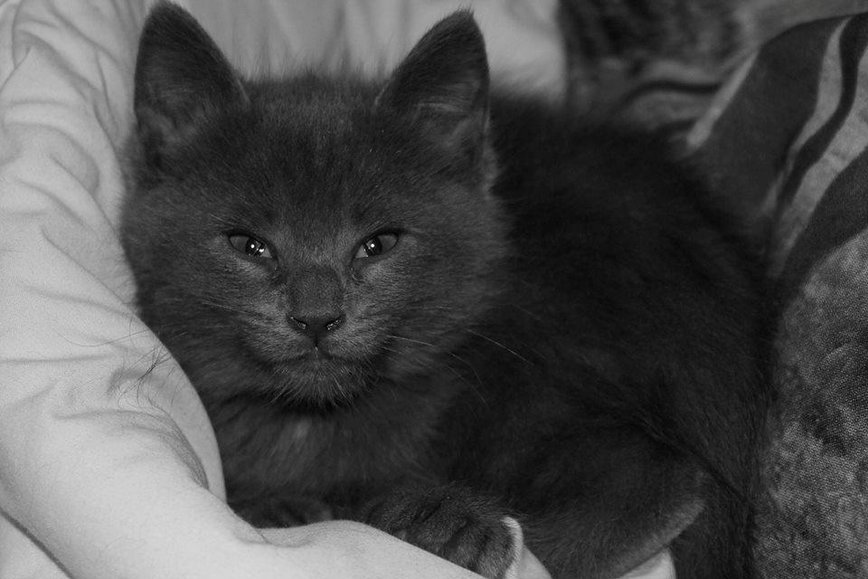 Huskat Mr bean billede 18