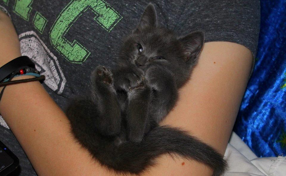 Huskat Mr bean billede 3