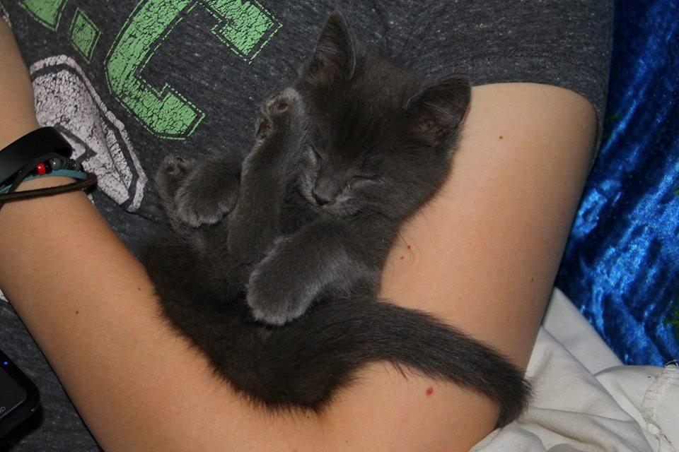 Huskat Mr bean billede 17