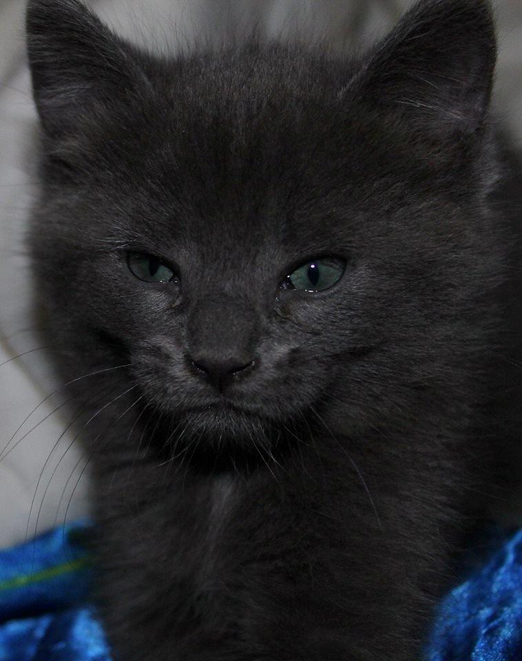 Huskat Mr bean billede 31