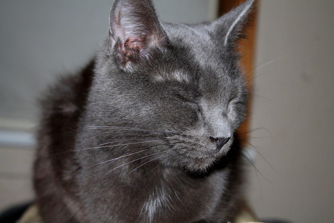 Huskat Mr bean billede 33